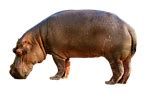 synonyms hippo|Hippo .